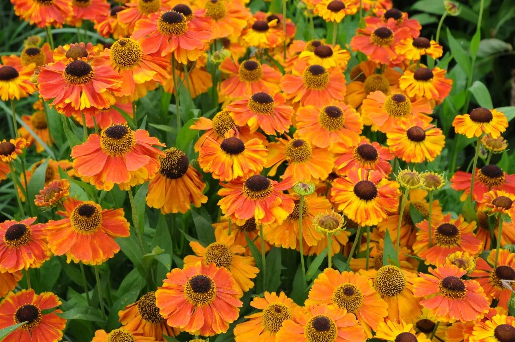 Summer flowers at Webbs of Wychbold in an earlier year, not the light trail, which runs after dark in the Riverside Gardens at the bottom of the site